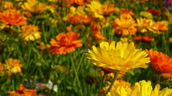 Thriving Flower