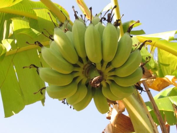 Bunch of ripe bananas