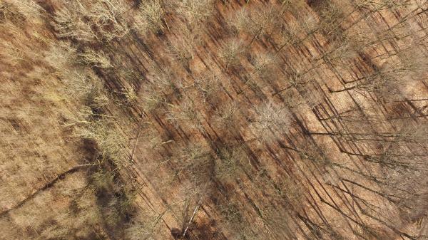 Bunch of Trees