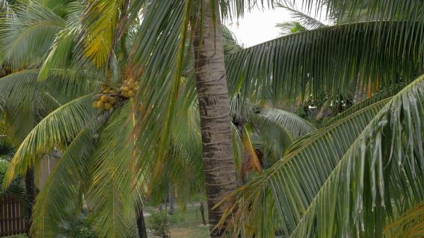 Bunch of Trees