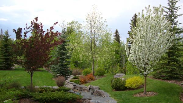 Bunch of Trees