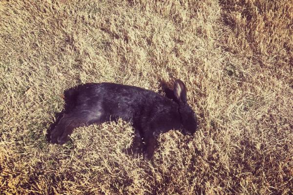 Bunny