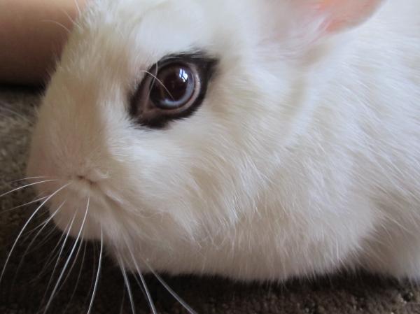 Bunny eye