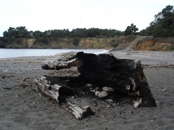 Burnt log
