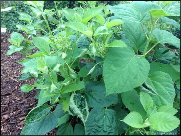 Bush leaves