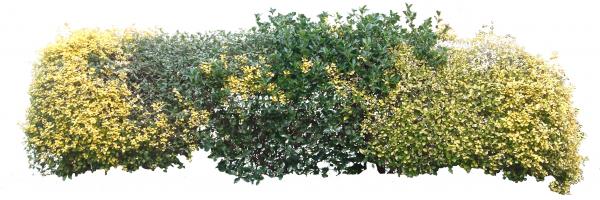 Bushtree