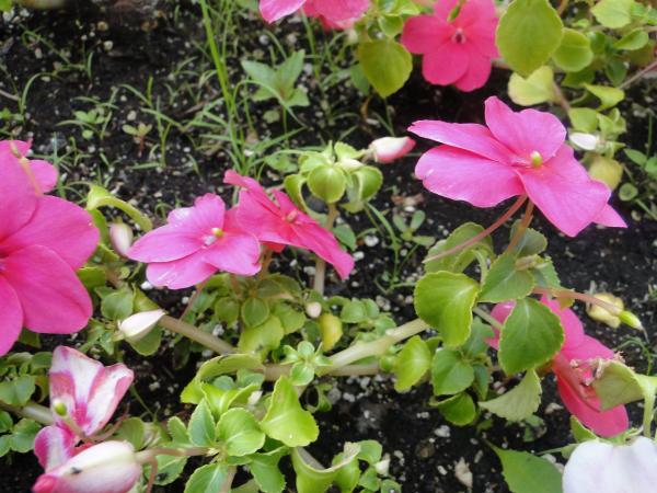 Busy flower