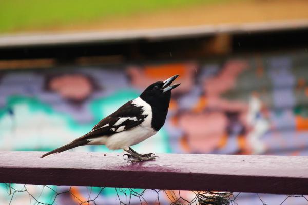 Butcherbird