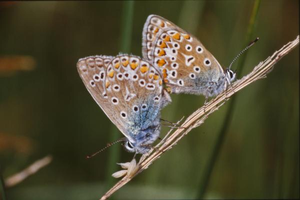 Butterflies