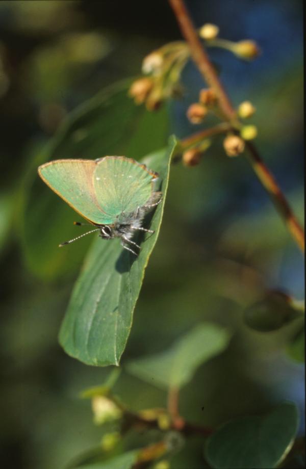 BUTTERFLY