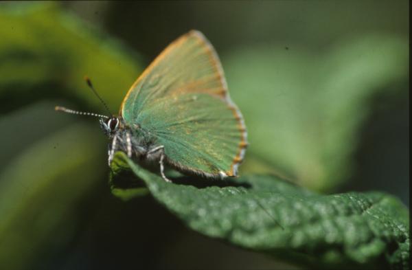 BUTTERFLY