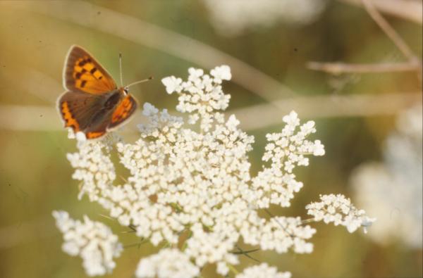 BUTTERFLY