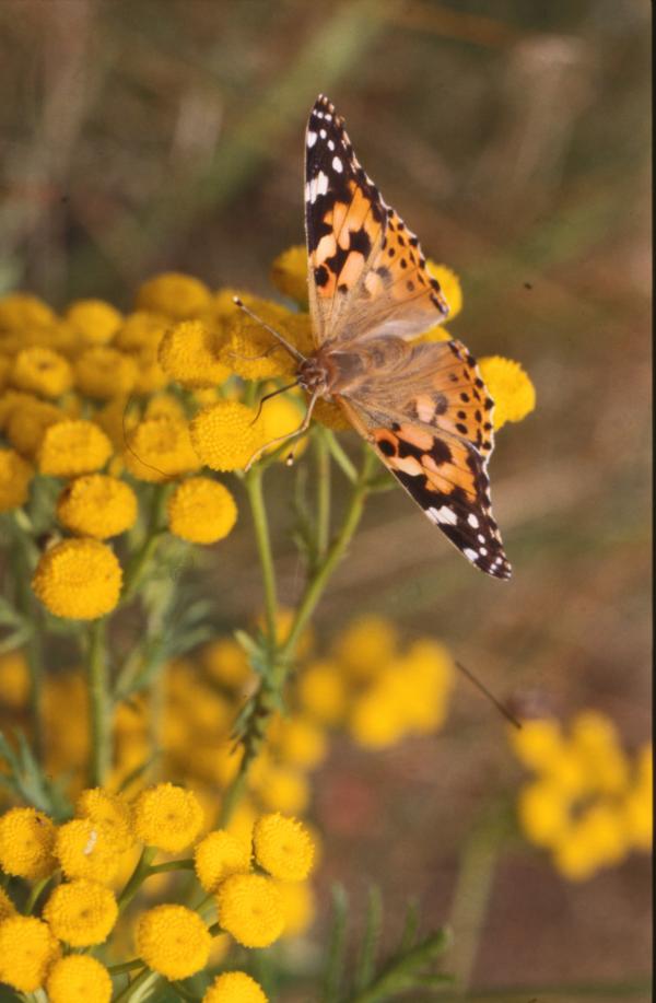 BUTTERFLY