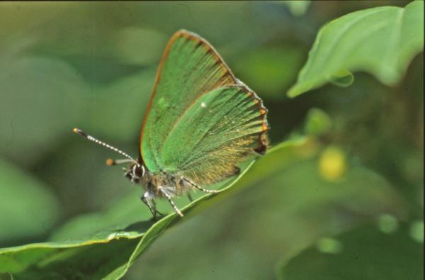 BUTTERFLY
