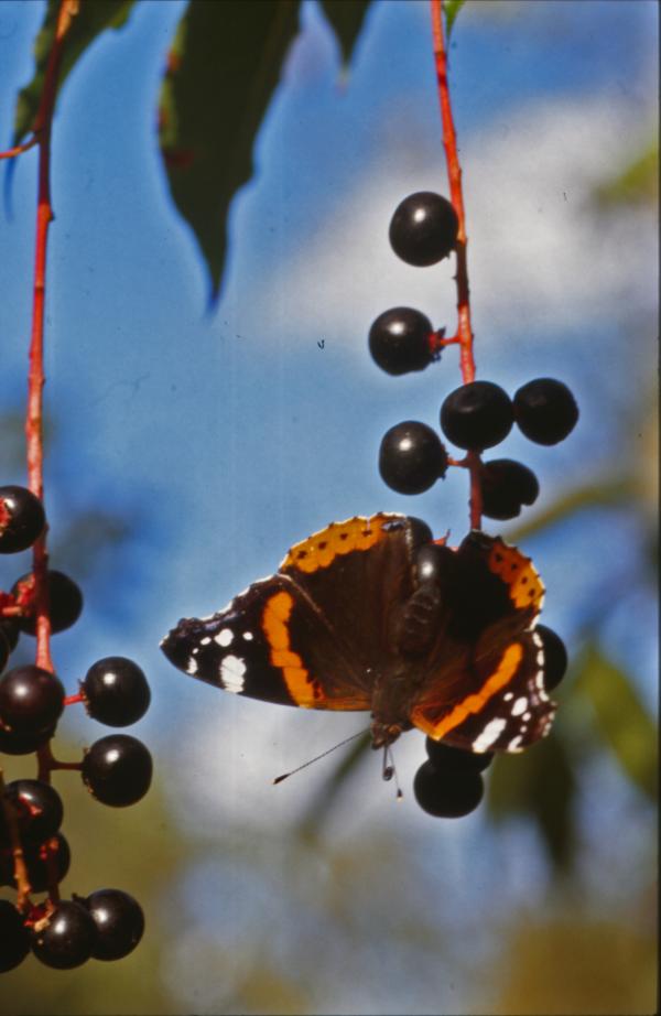 BUTTERFLY
