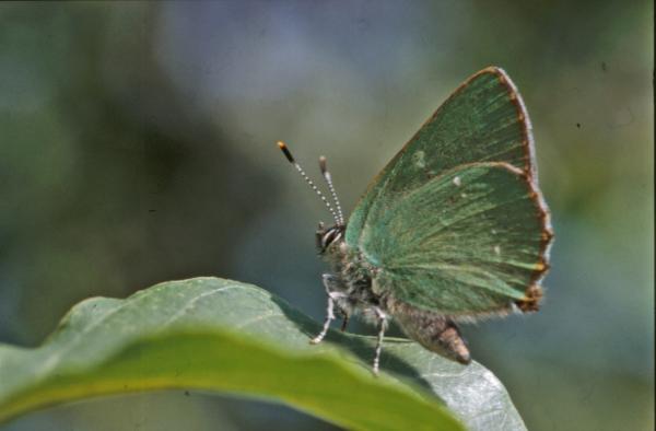 BUTTERFLY