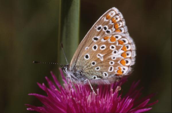BUTTERFLY