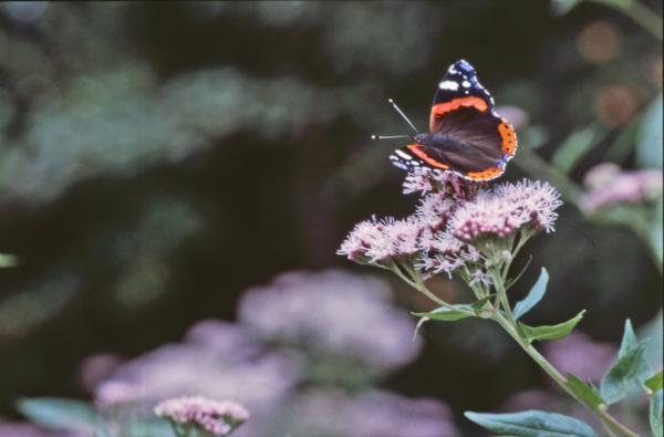 BUTTERFLY