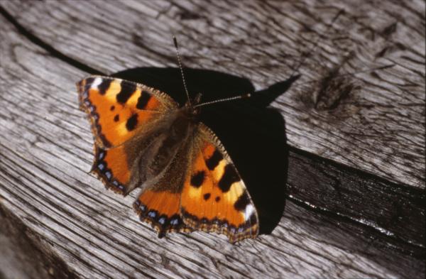BUTTERFLY