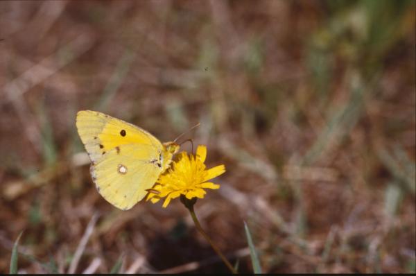 BUTTERFLY