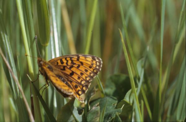 BUTTERFLY