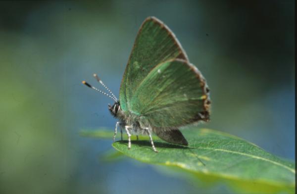 BUTTERFLY