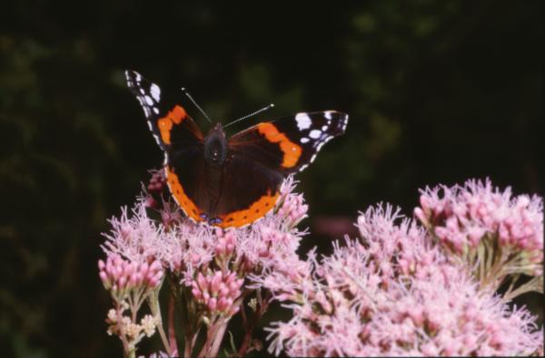 BUTTERFLY