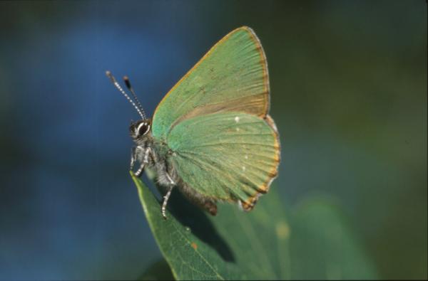 BUTTERFLY