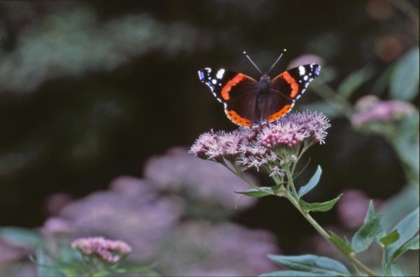 BUTTERFLY