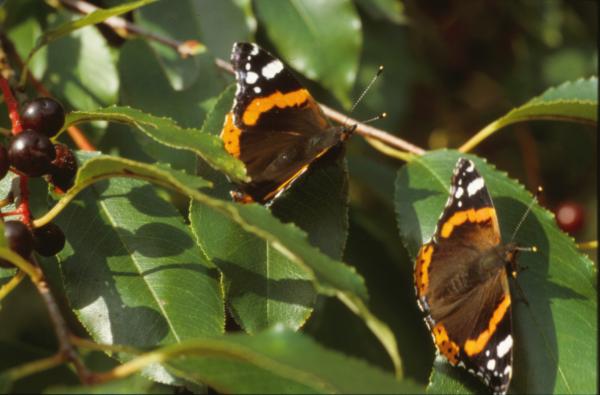 BUTTERFLY