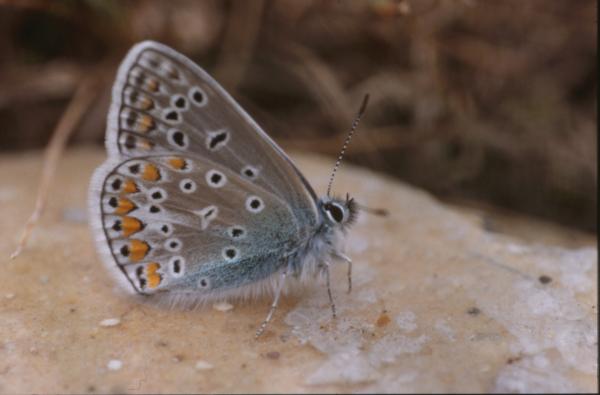 BUTTERFLY