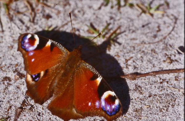 Butterfly