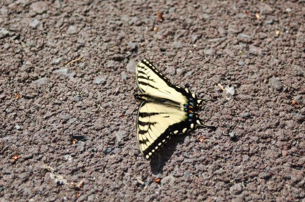 Butterfly