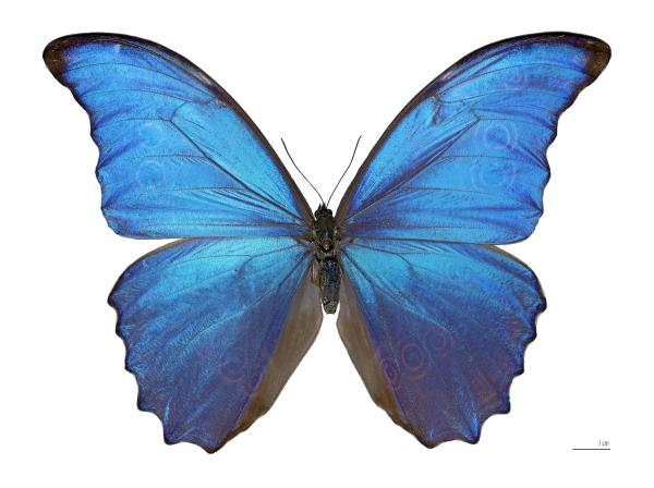 Butterfly