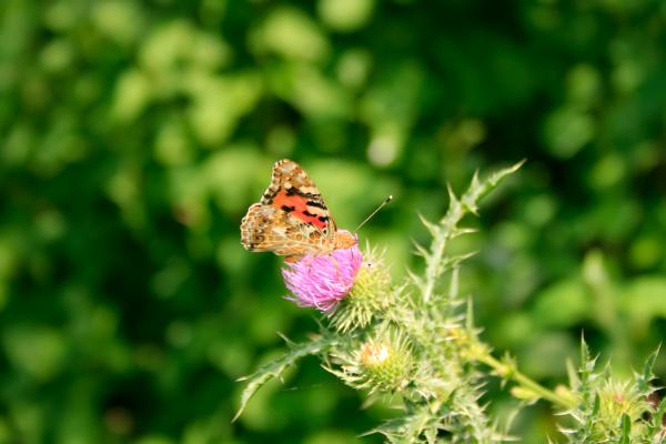 butterfly