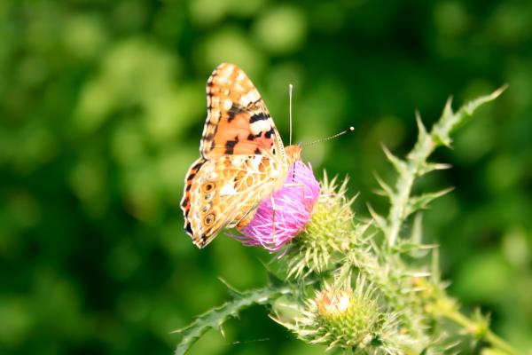 butterfly