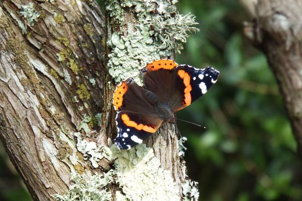 Butterfly in Tree