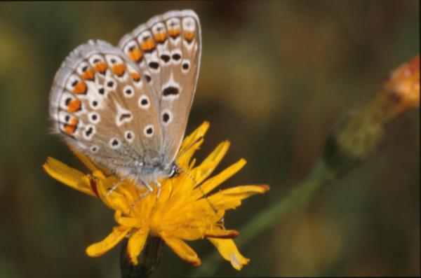 BUTTERFLY