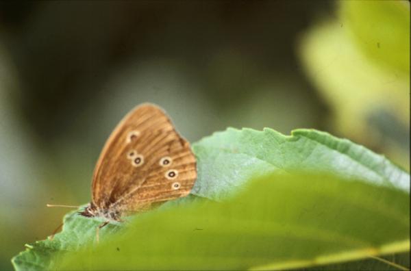 BUTTERFLY