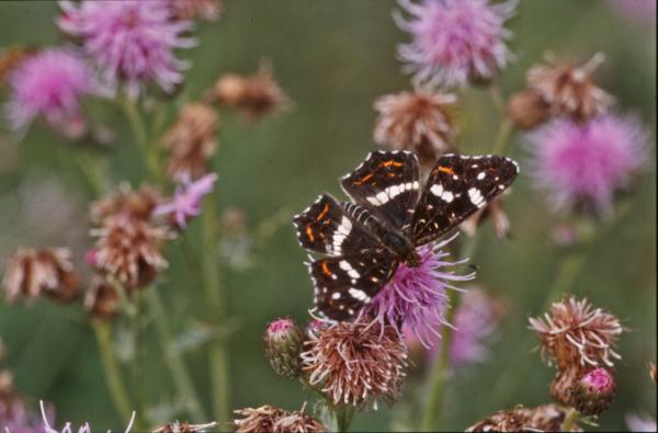 BUTTERFLY
