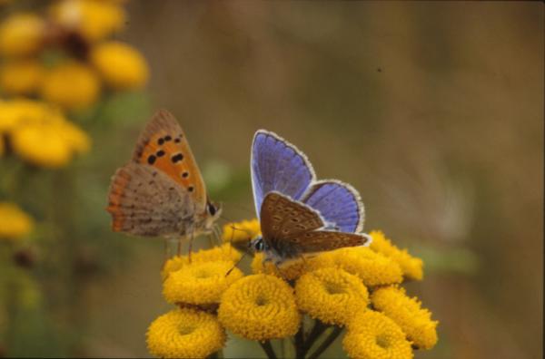 BUTTERFLY