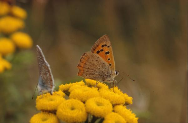 BUTTERFLY