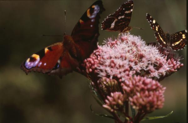 BUTTERFLY