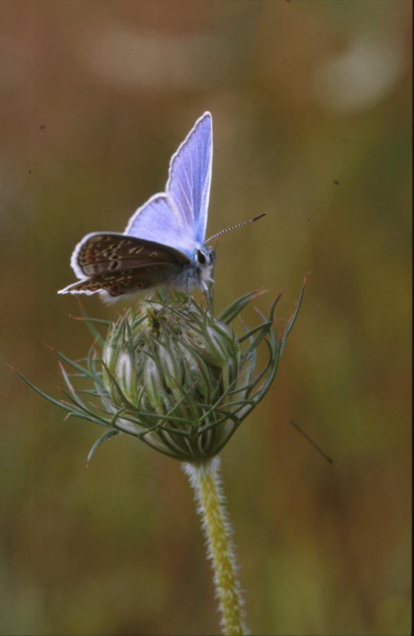 BUTTERFLY