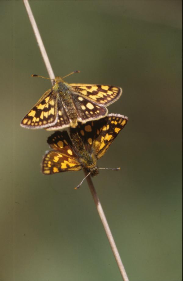 BUTTERFLY