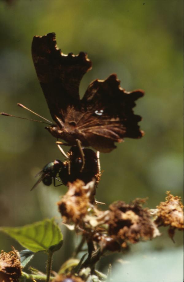 BUTTERFLY