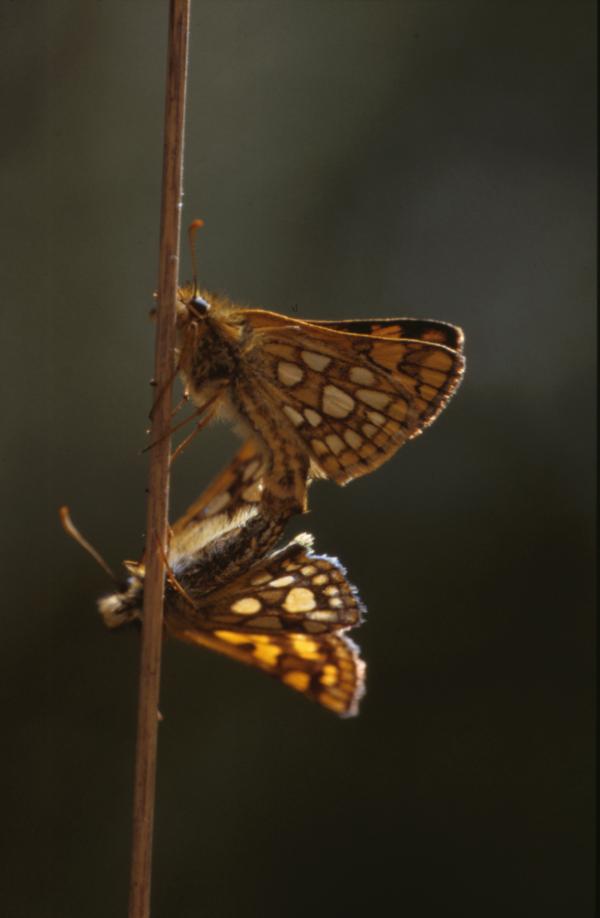 BUTTERFLY