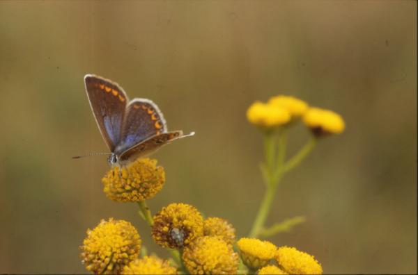 BUTTERFLY