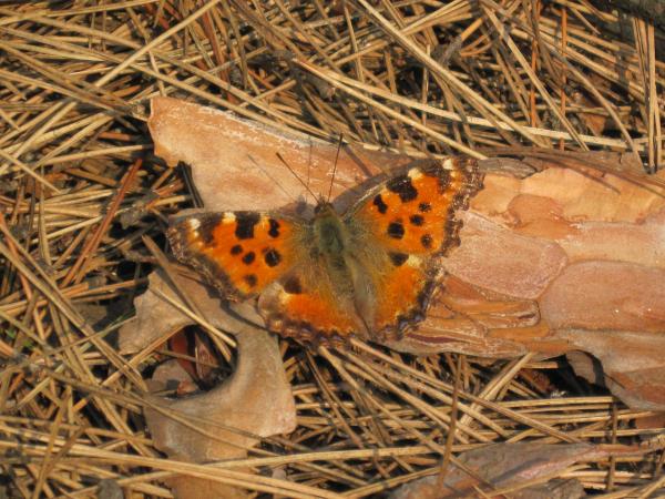 Butterfly closeup