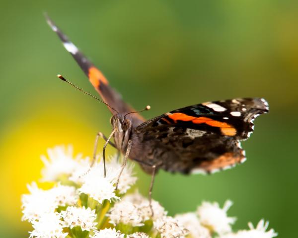 Butterfly gathering pollen